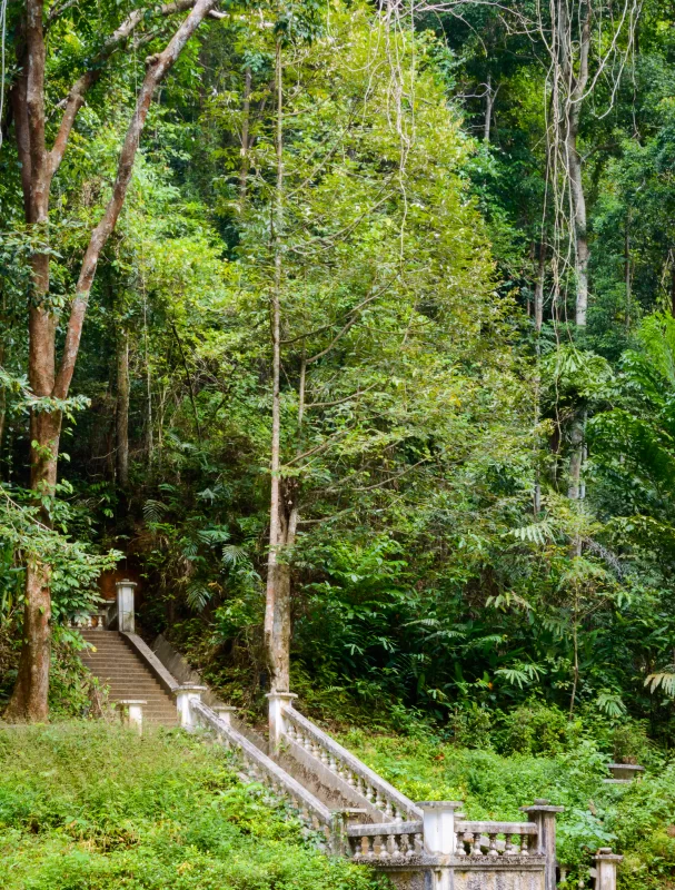 Спокойная лестница в густом тропическом лесу