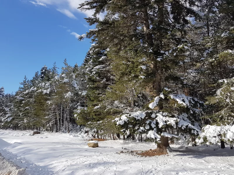 Заснеженные зимние горы с хвойным лесом