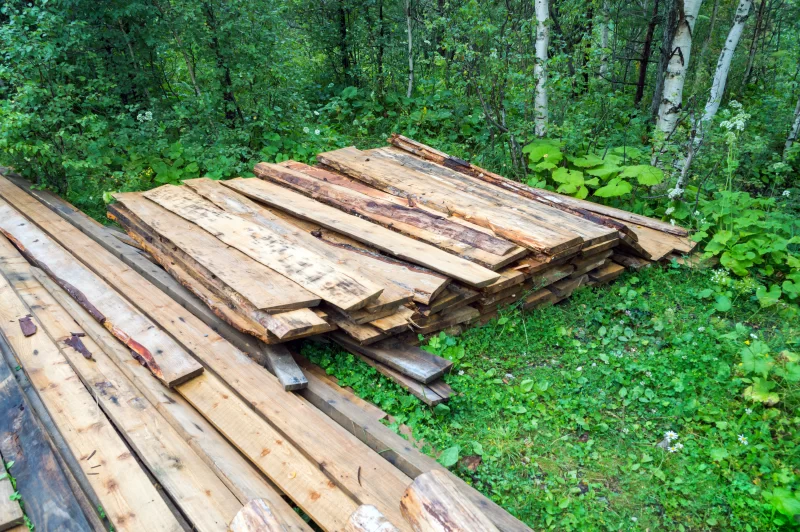 Pile of logs in the forest among greenery