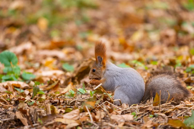 Squirrel in Autumn Park