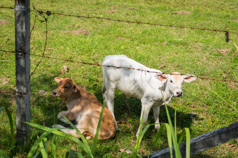 Телята на лугу, сельский пейзаж