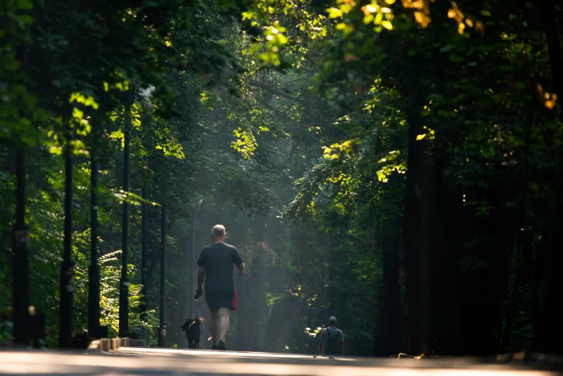 Человек гуляет с собаками в парке под солнцем