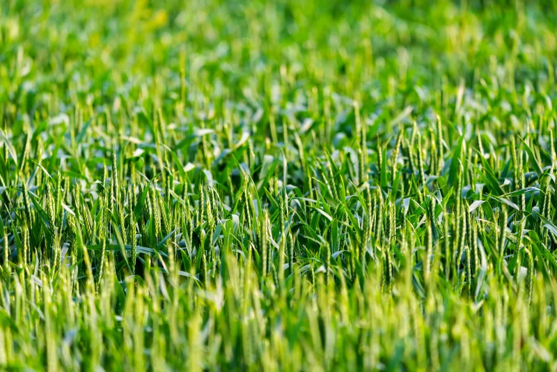 Зеленая пшеница в поле