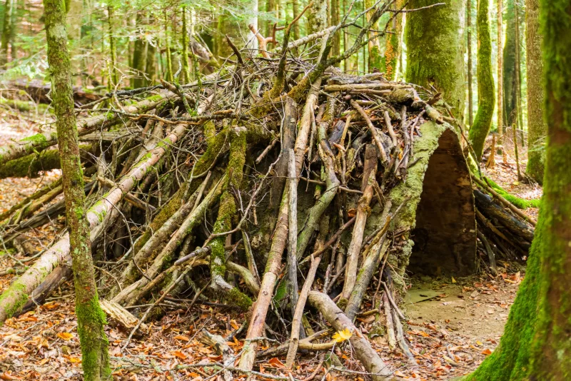 Дикий лесной жилой дом из веток и мха