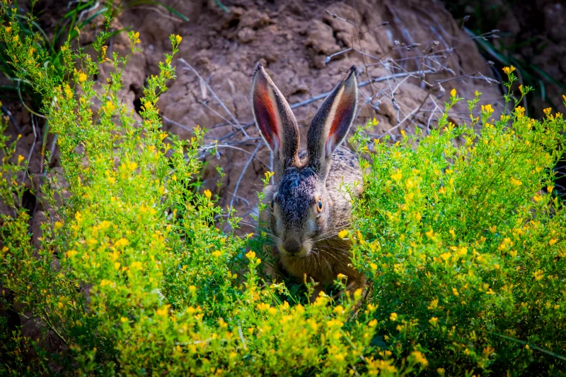 Hare in Blooming Bush