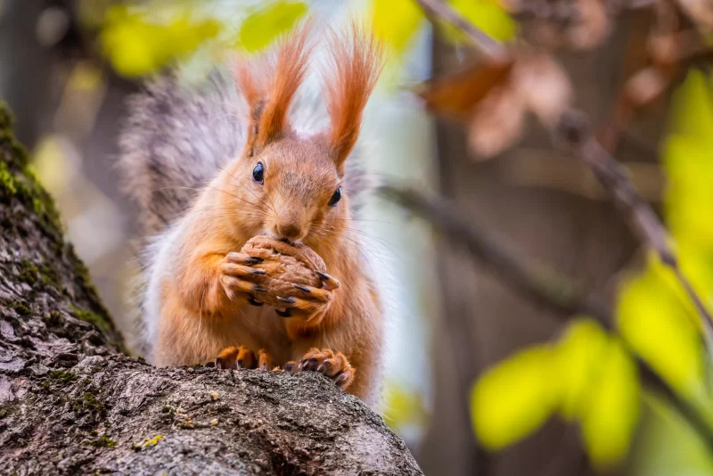 Рыжий бельчонок с орехом