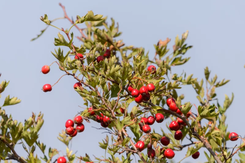Красные ягоды на ветке Crataegus