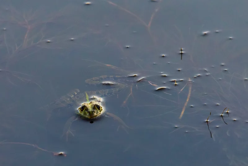 Лягушка в воде с растительностью