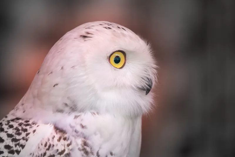 Портрет полярной совы с пронзительным желтым глазом