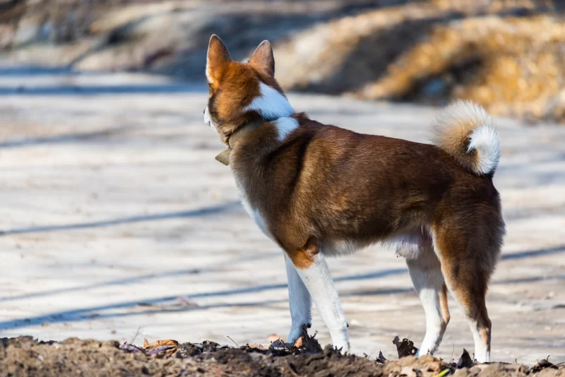 Красивая акита-ину стоит на улице в солнечный день