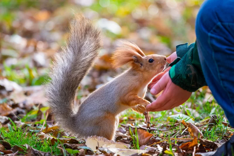 Белка ест корм из рук человека