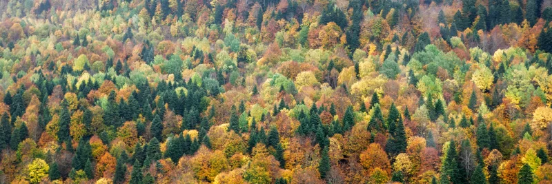 Vibrant autumn foliage in Adygea