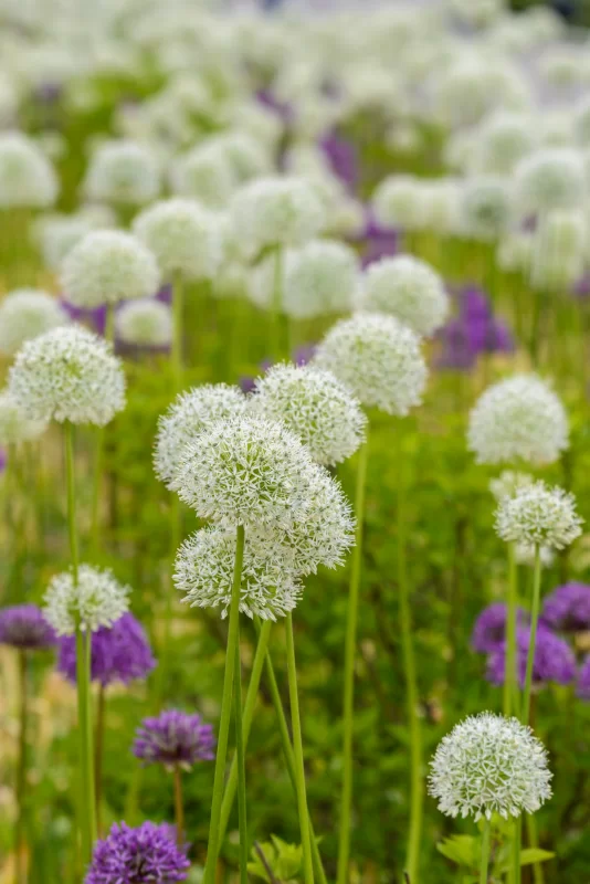 Цветочный декоративный лук