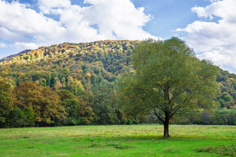Одинокое дерево на осеннем поле с лесистым холмом