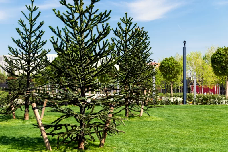 Деревья Араукария араукана в городском парке