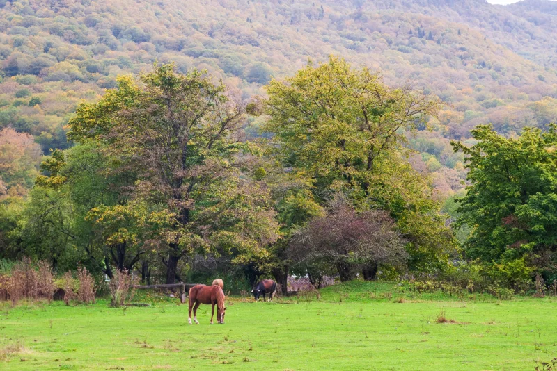 Осенний пастбище с лошадьми в Адыгее