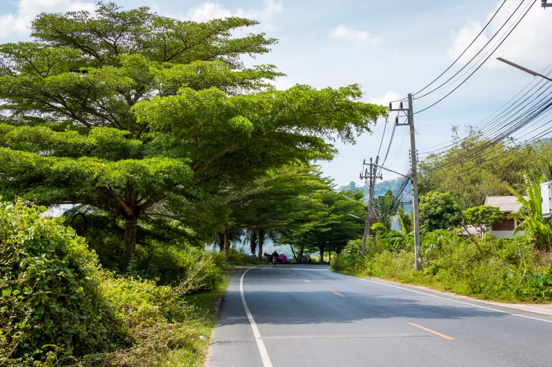 Одна дорога под густым кронами деревьев