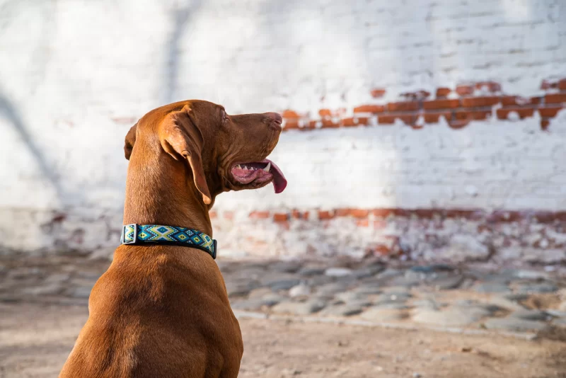 Рыжий визсла в ярком ошейнике на фоне старой кирпичной стены