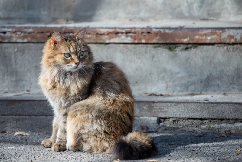 Пушистый кот с изумрудными глазами сидит на ступеньках