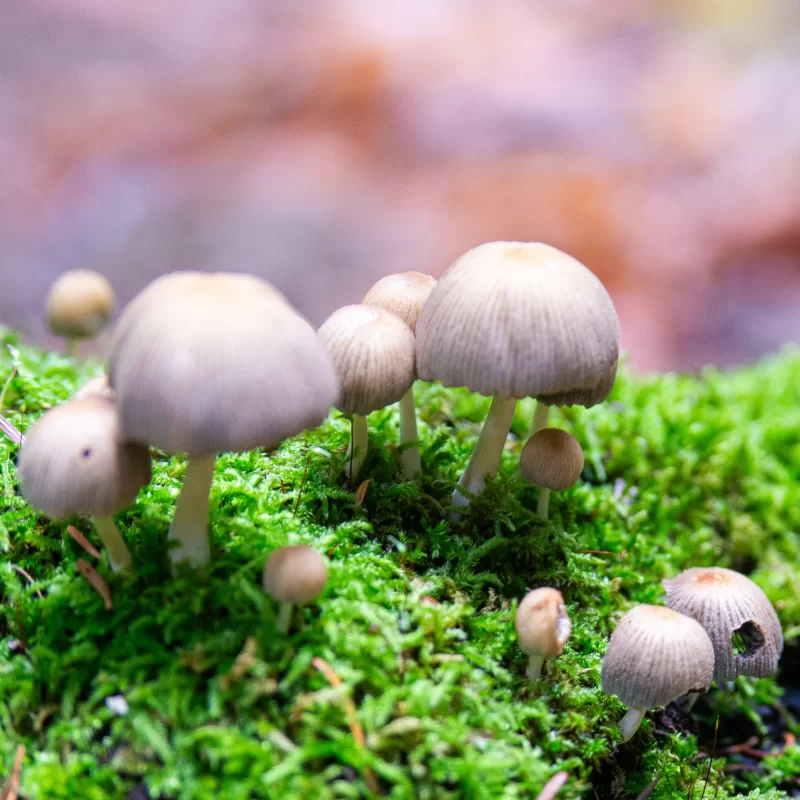 Маленькие грибы на ярком зеленом мху