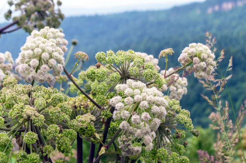 Цветущий козлёнок на фоне лесных холмов