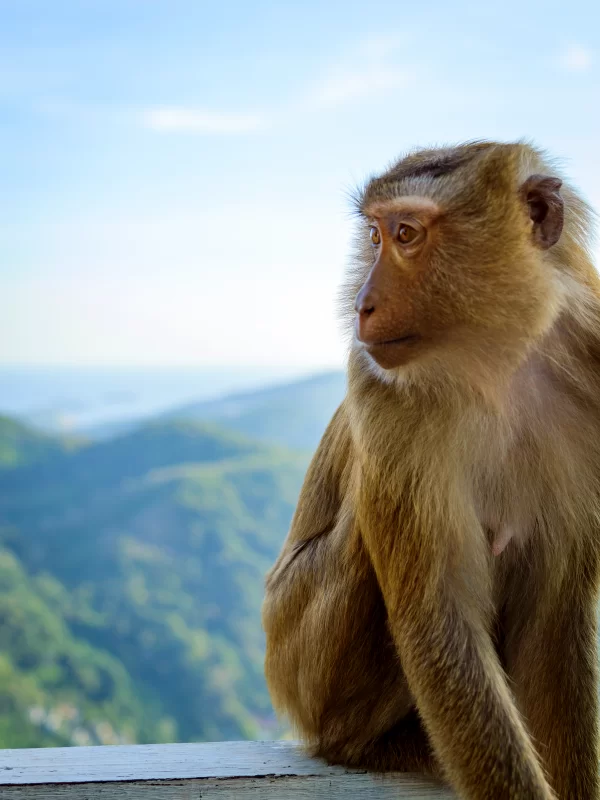 Обезьяна на фоне гор