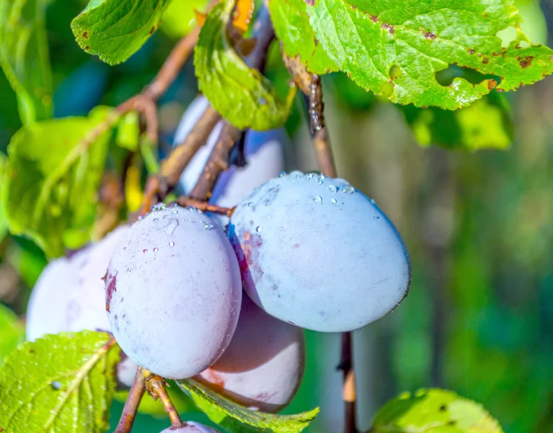 Спелые сливы, покрытые каплями росы, на ветке дерева в солнечном свете