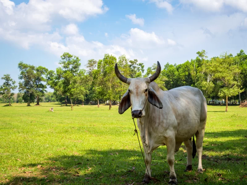 Белая корова на зеленом лугу