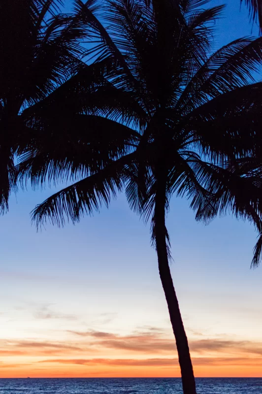 Силуэт пальмы на закате