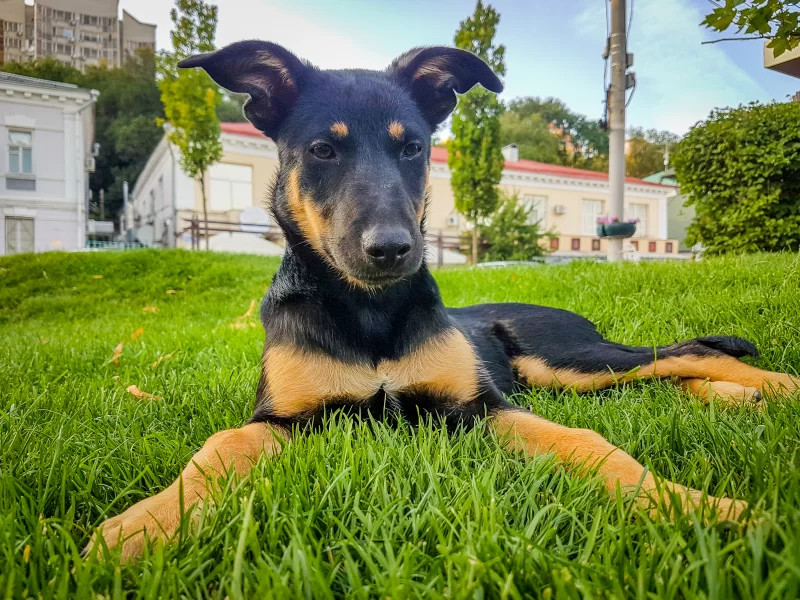 Милый щенок лежит на зеленой траве в городском парке