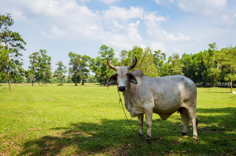 White cow in shadow of tree