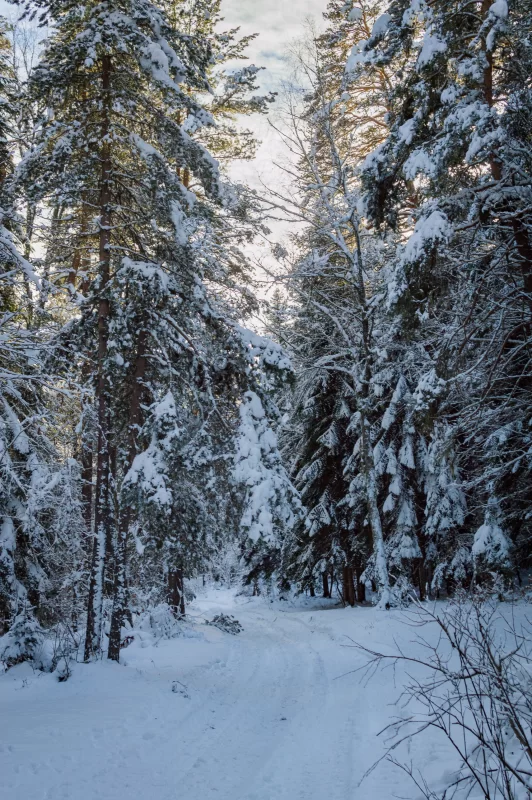 Winter path in a snowy forest