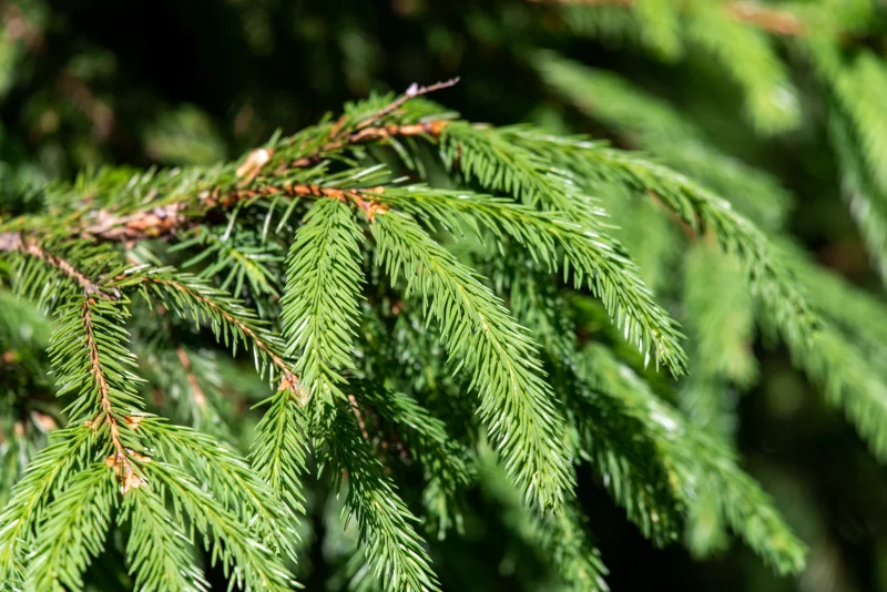 Рождественская елка на природе