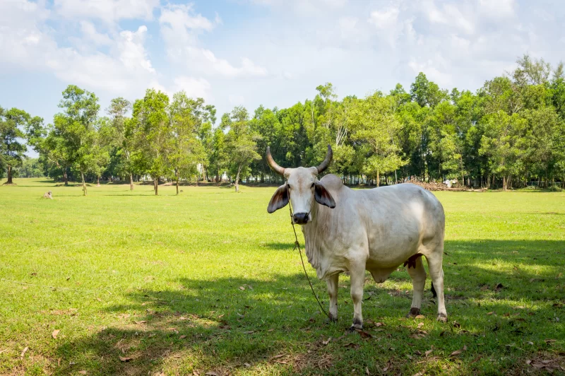 White cow in shadow of tree