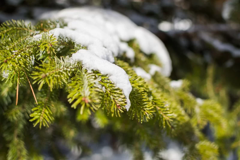 Зимняя сказка: еловая ветка, укрытая снегом, под лучами солнца