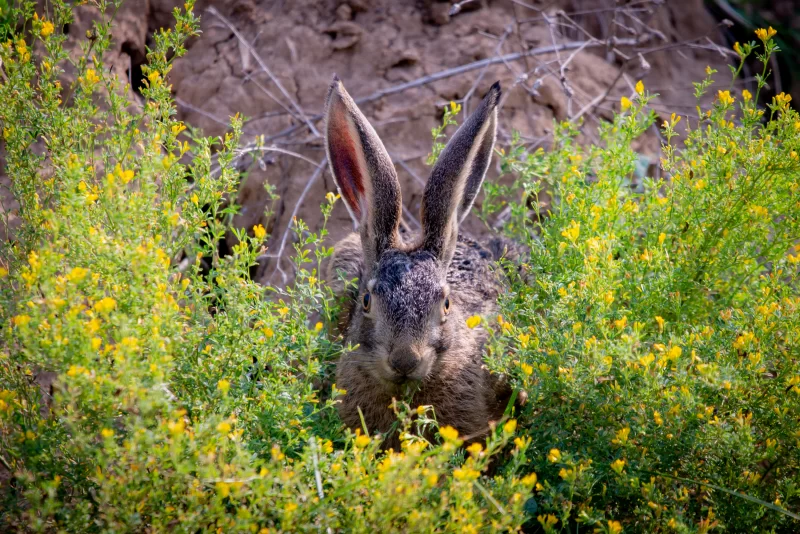 Hare in a Blooming Meadow