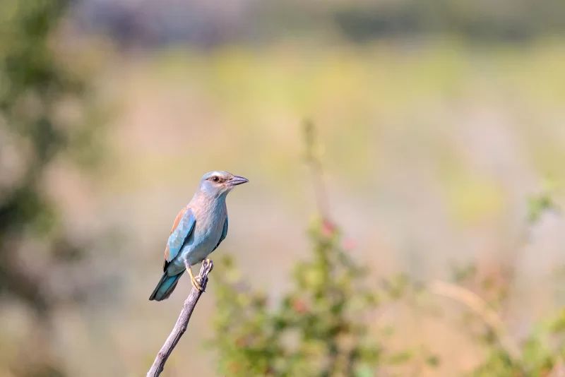Сизоворонка на ветке