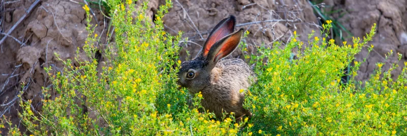 Заяц в цветущих кустах
