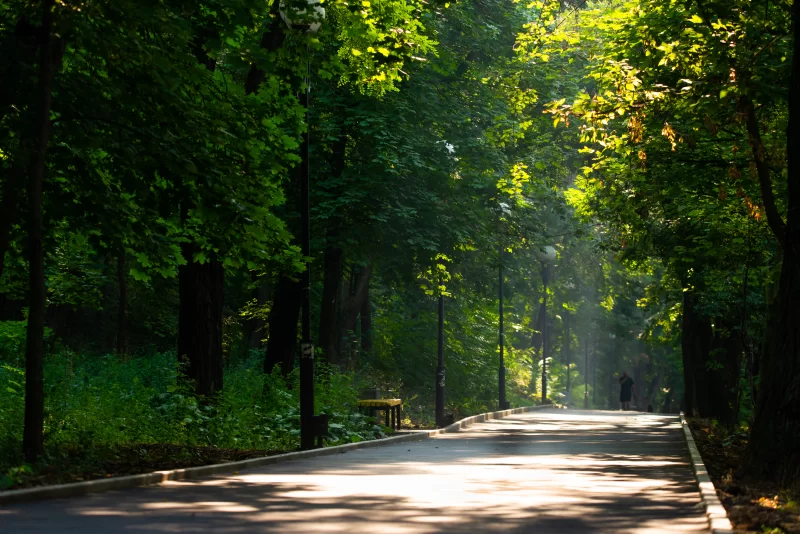 Солнечный путь в зеленом парке с тонким светом сквозь листву