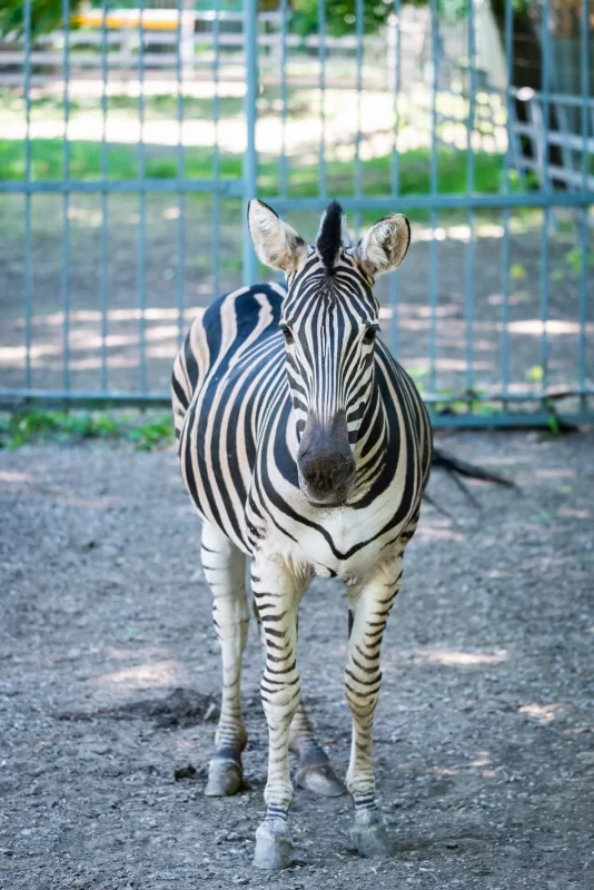 Портрет зебры в зоопарке