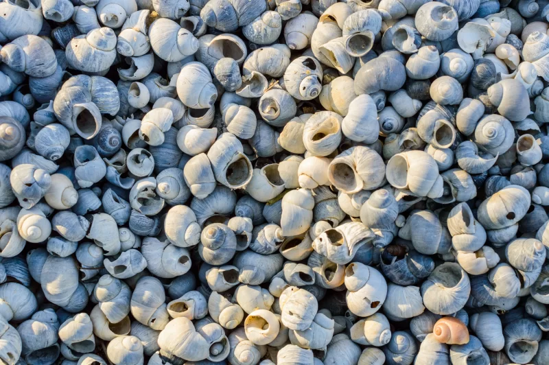 Множество пустых ракушек на пляже