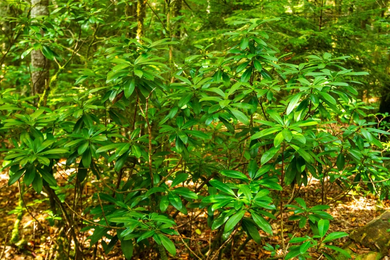 Пышная зелёная листва в лесу Адыгея