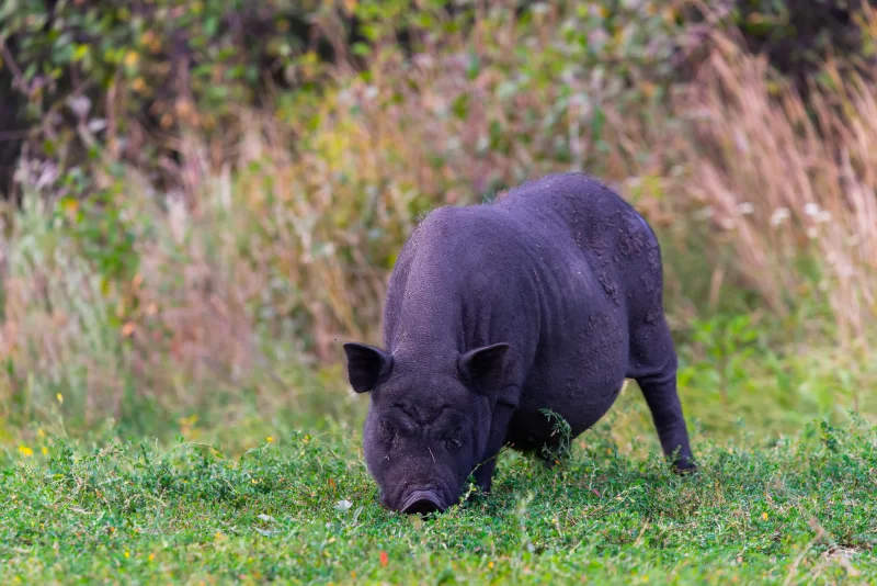 Черная свинья ест траву на лугу