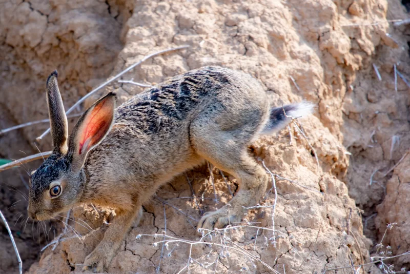 Заяц-русак (lepus europaeus) на земле или скале