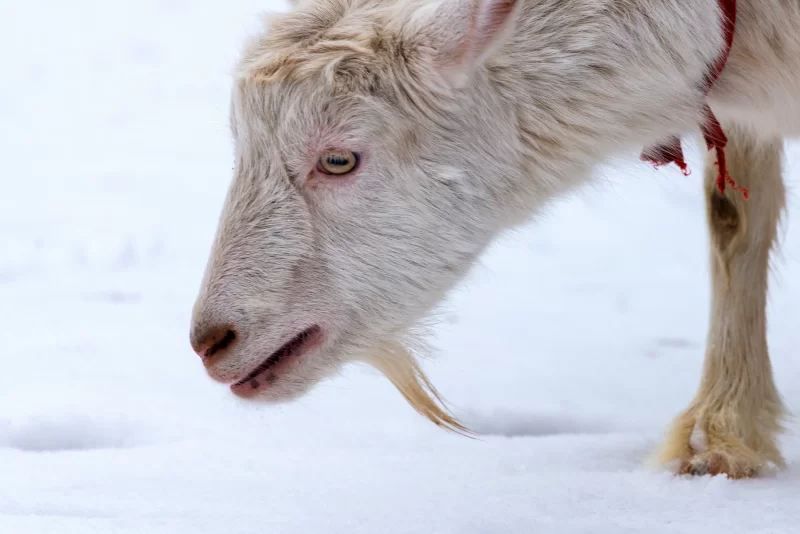 Крупный план козы в снегу