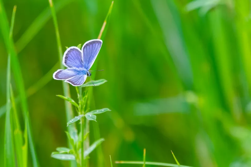 Синяя бабочка на зеленом лугу