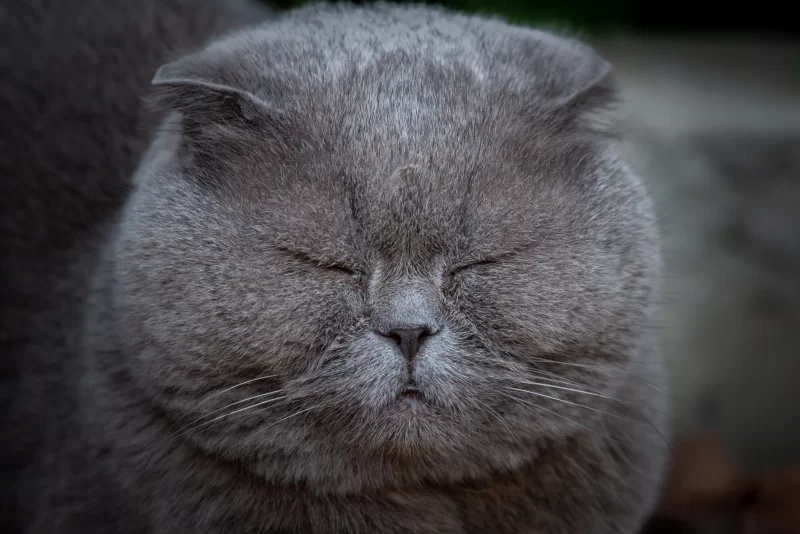 Пушистый серый кот породы Скоттиш-фолд спит на улице, умиротворенный момент