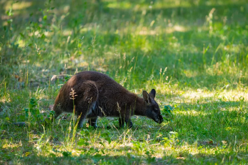 Кенгуру в зеленой траве