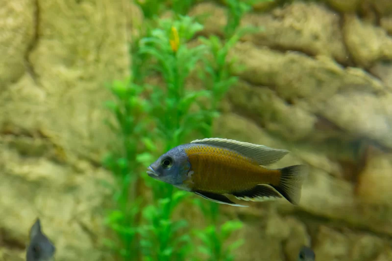Яркая цихлида в аквариуме среди зелени и камней