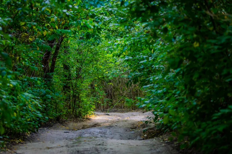 Dirt road in a forest or park among trees.